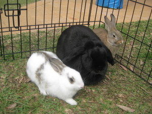 Treetops Bunnies